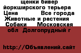щенки бивер йоркширского терьера › Цена ­ 8 000 - Все города Животные и растения » Собаки   . Московская обл.,Долгопрудный г.